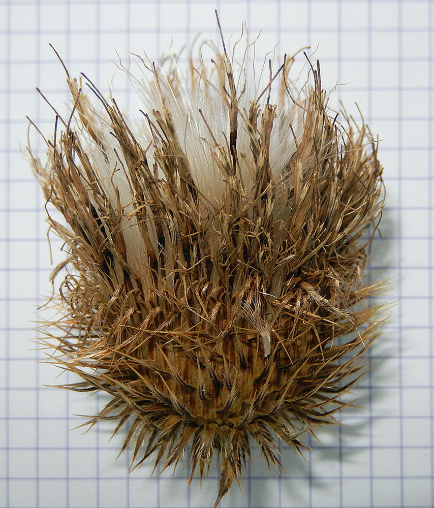 Изображение особи Cirsium ciliatum.