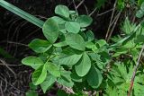 Thermopsis lupinoides