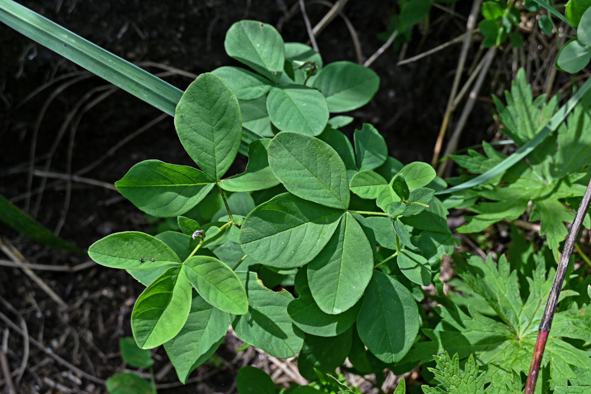 Изображение особи Thermopsis lupinoides.