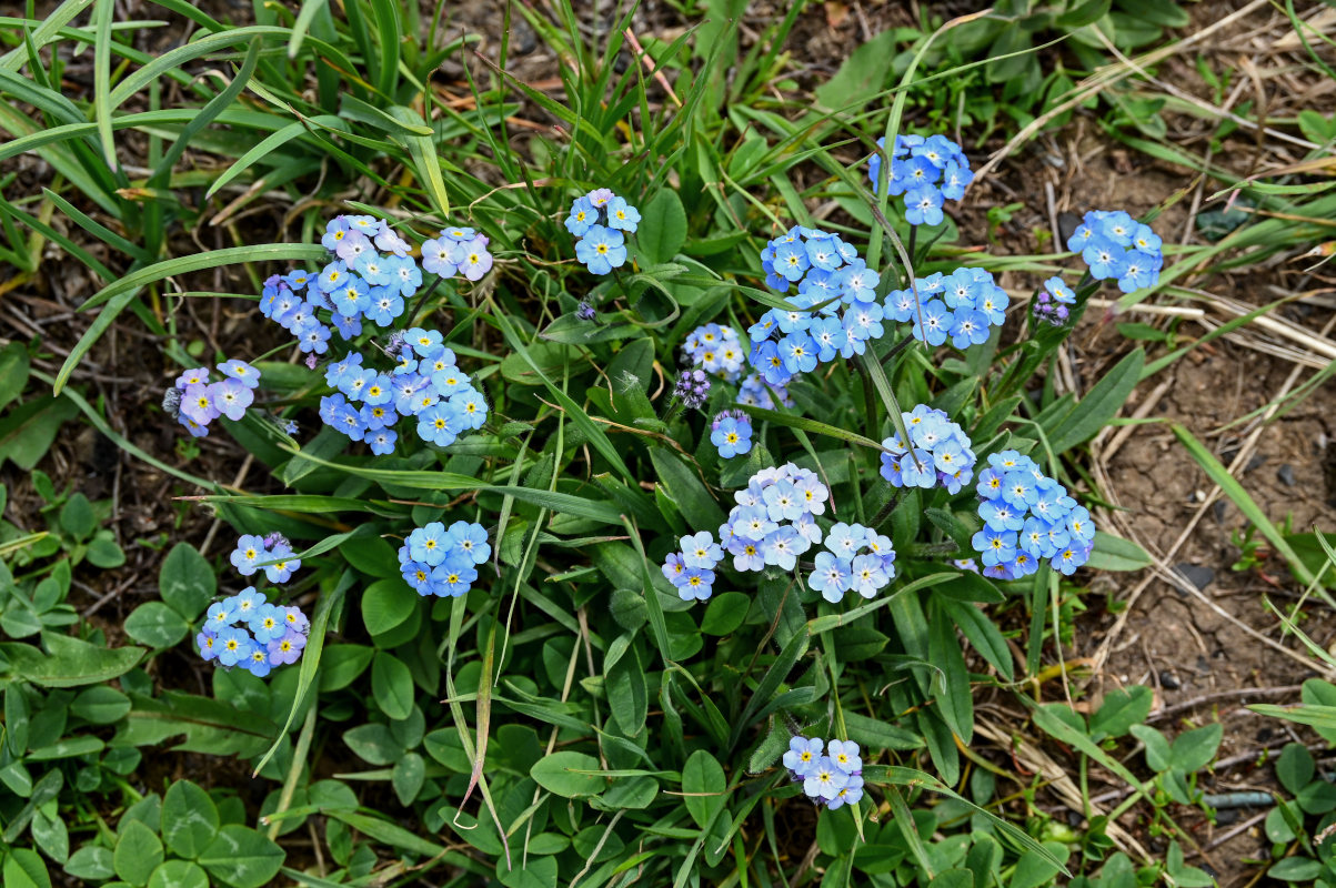 Image of Myosotis alpestris specimen.