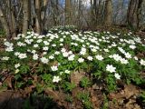 Anemone nemorosa