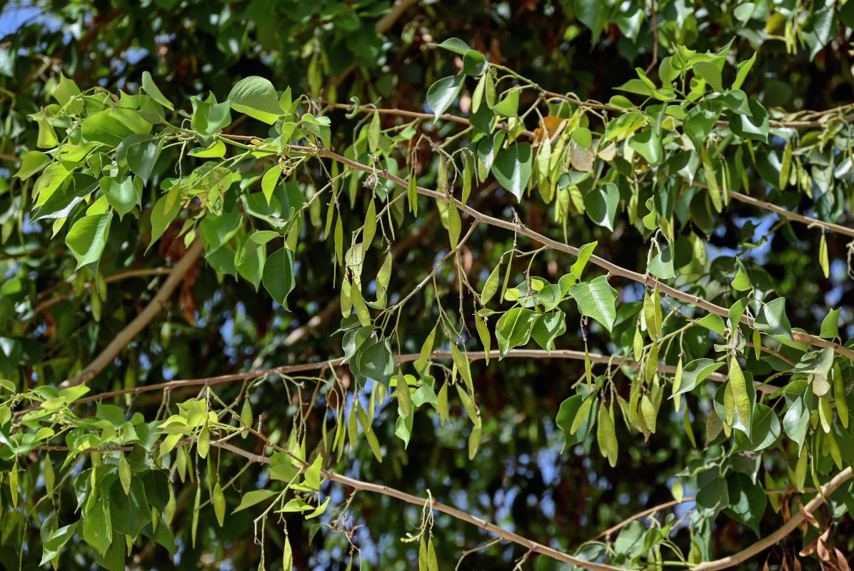 Image of Dalbergia sissoo specimen.