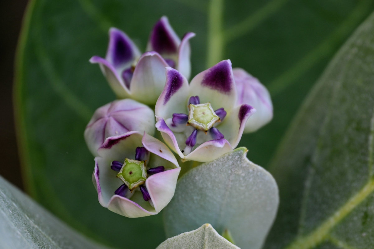 Изображение особи Calotropis procera.