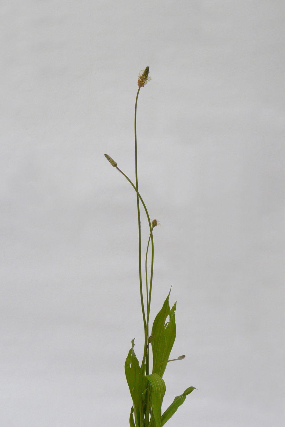 Image of Plantago lanceolata specimen.