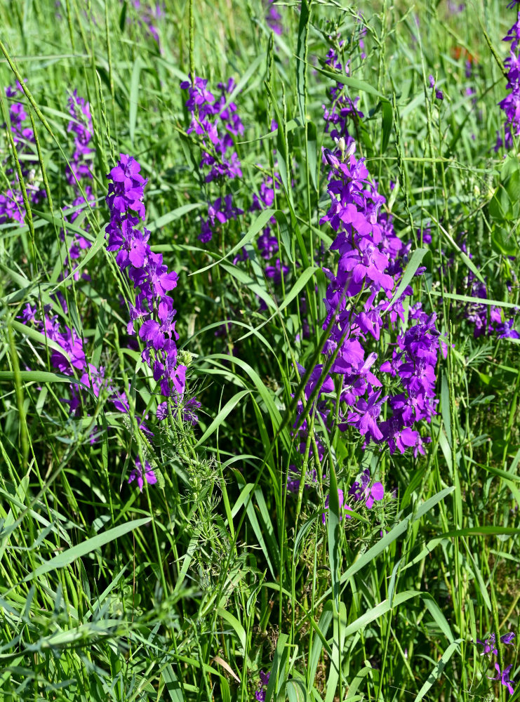 Изображение особи Delphinium hispanicum.