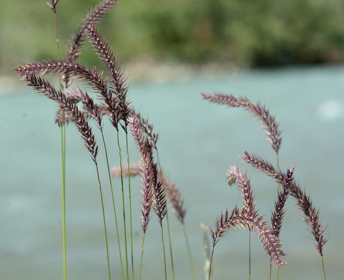 Изображение особи Hordeum turkestanicum.