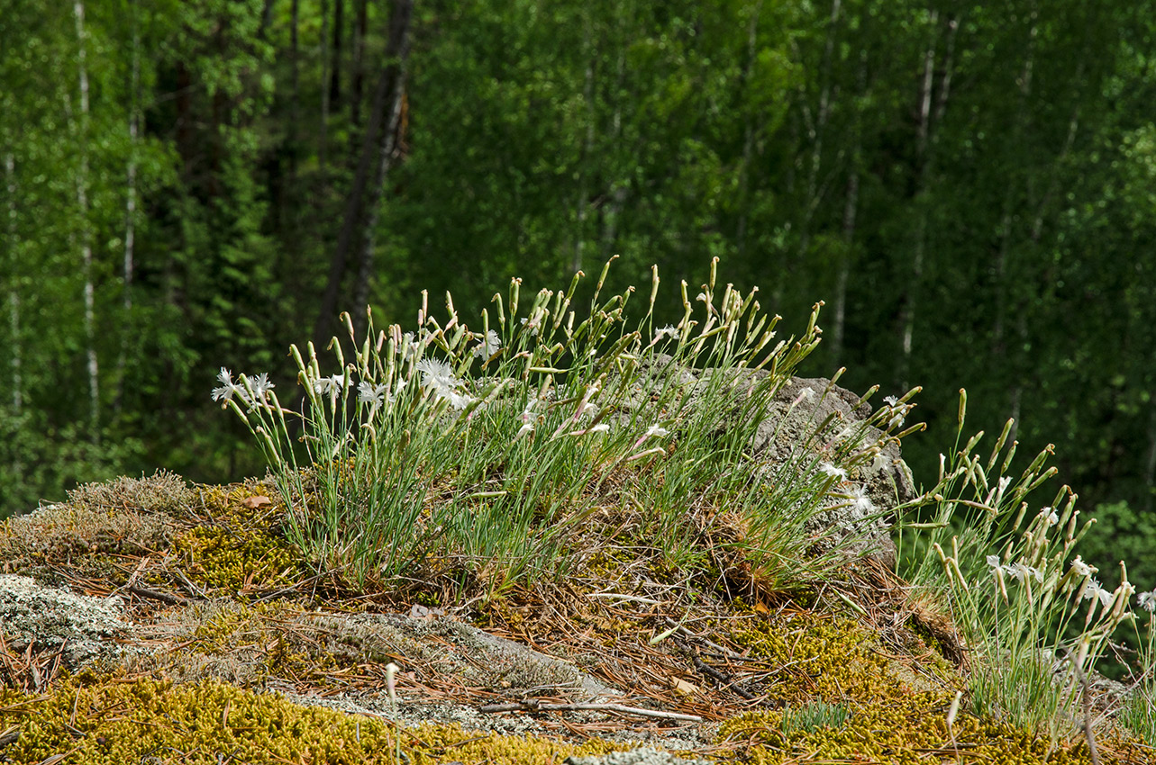 Image of Dianthus acicularis specimen.