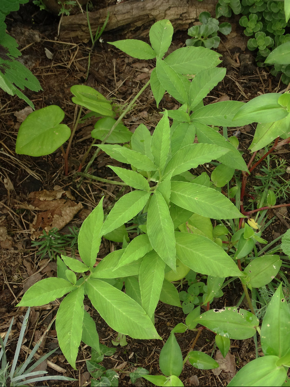 Изображение особи Sauromatum venosum.