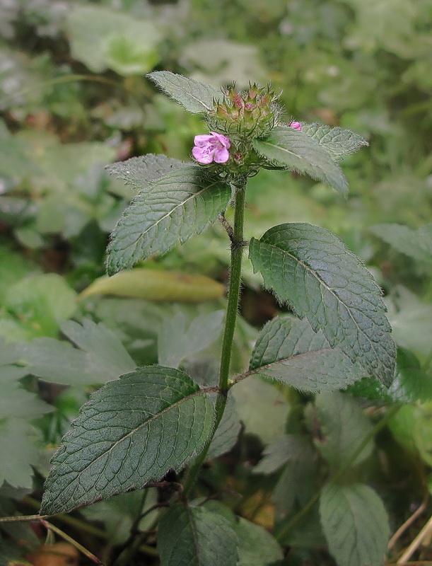 Изображение особи Clinopodium chinense.