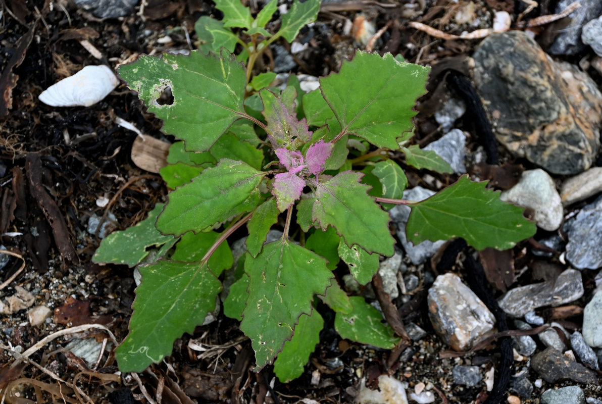 Изображение особи Chenopodium album.