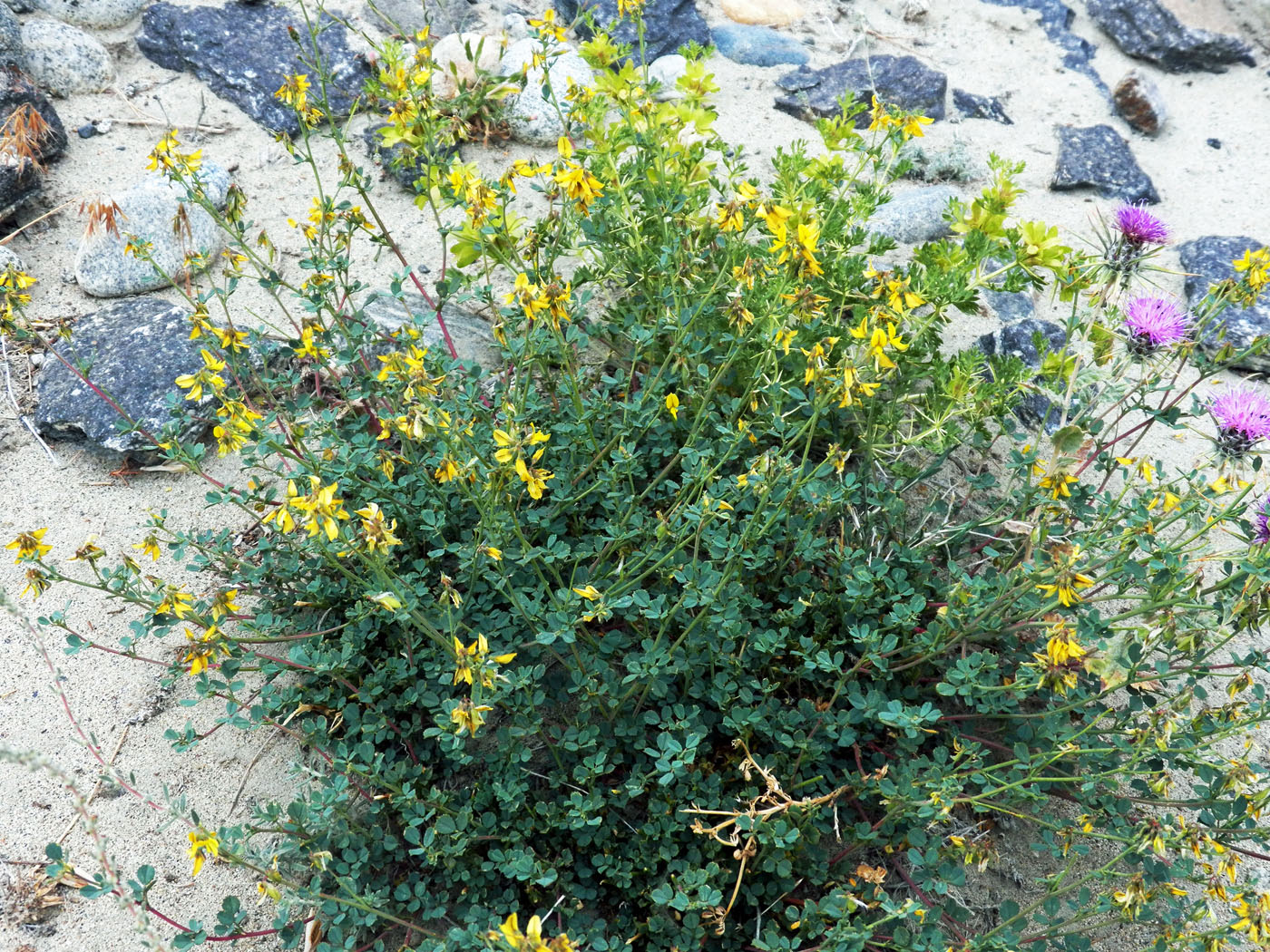 Image of Melilotoides pamirica specimen.