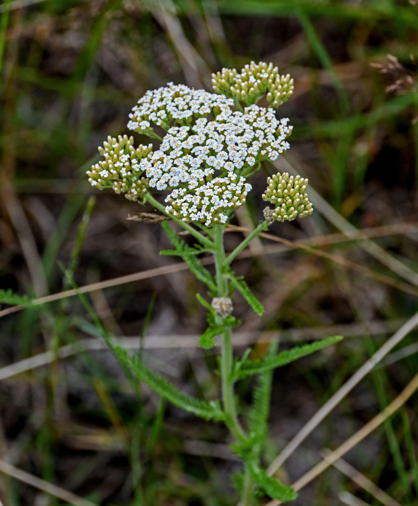 Image of Achillea setacea specimen.