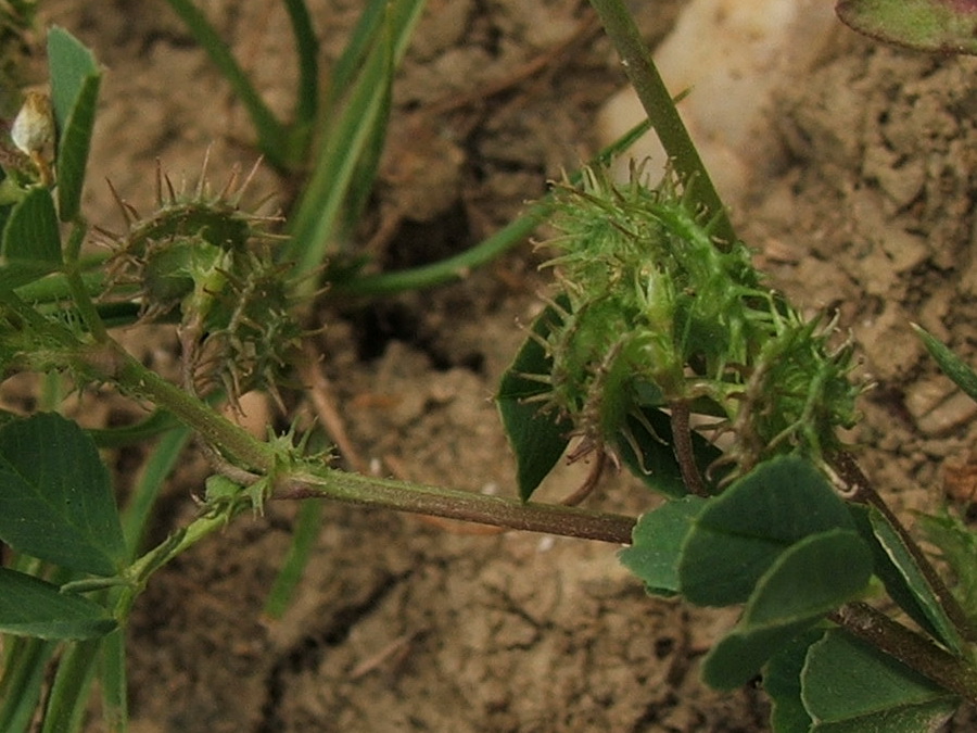 Изображение особи Medicago denticulata.