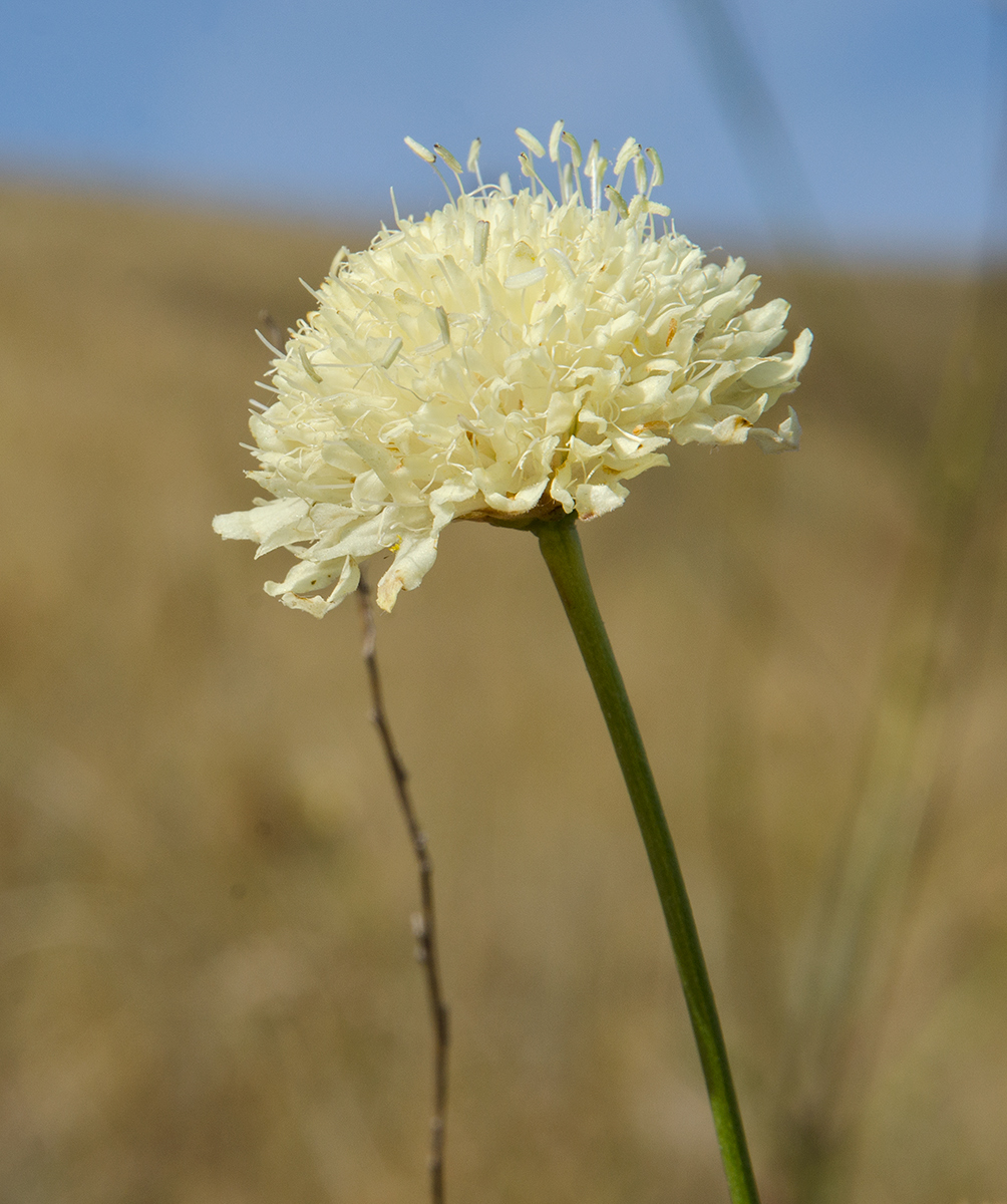 Изображение особи Cephalaria uralensis.