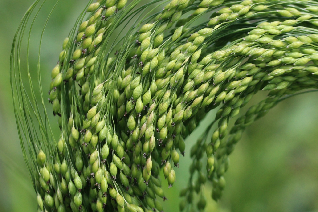 Image of Panicum miliaceum specimen.