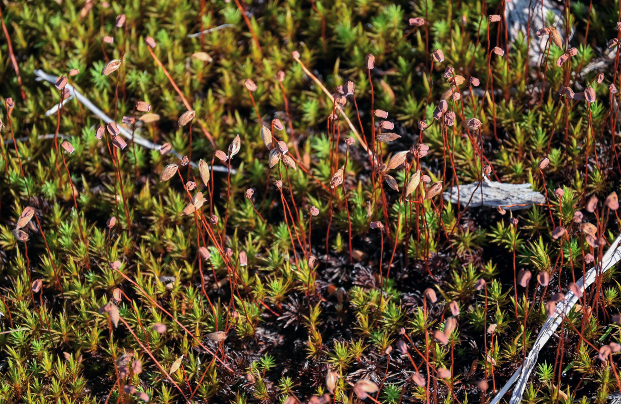 Image of genus Polytrichum specimen.