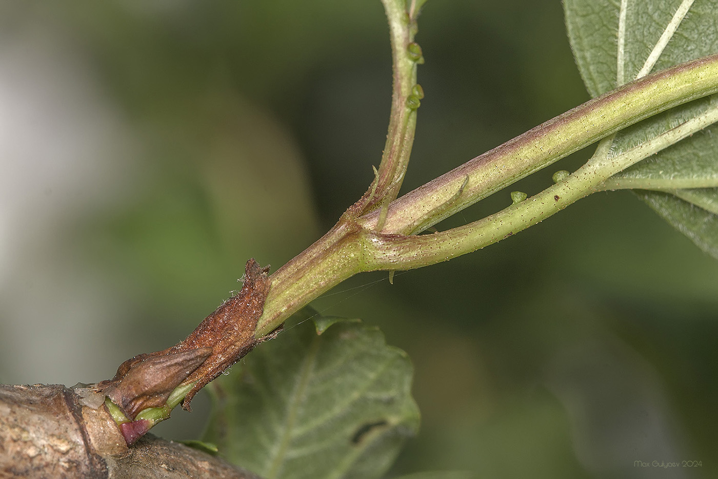 Image of Viburnum opulus f. roseum specimen.