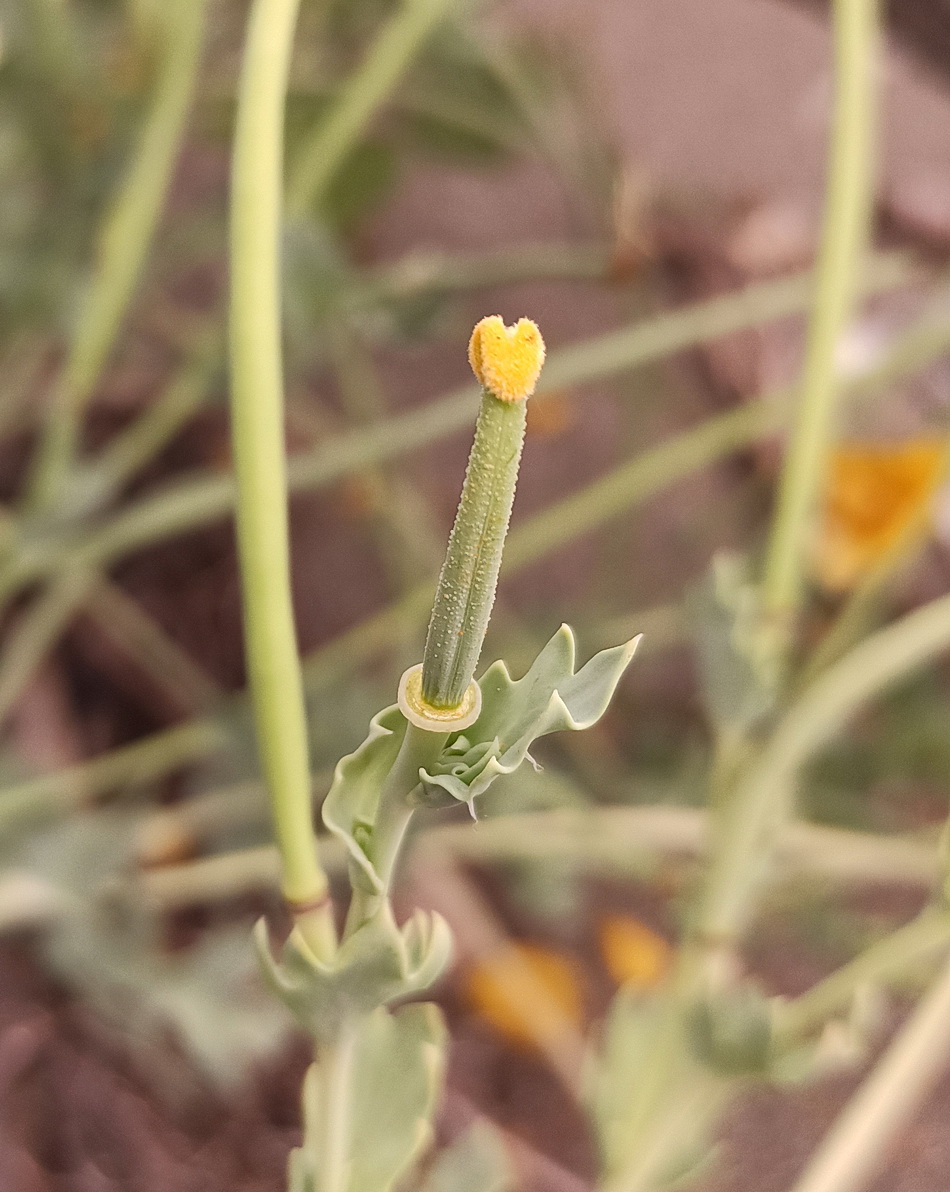 Изображение особи Glaucium flavum.