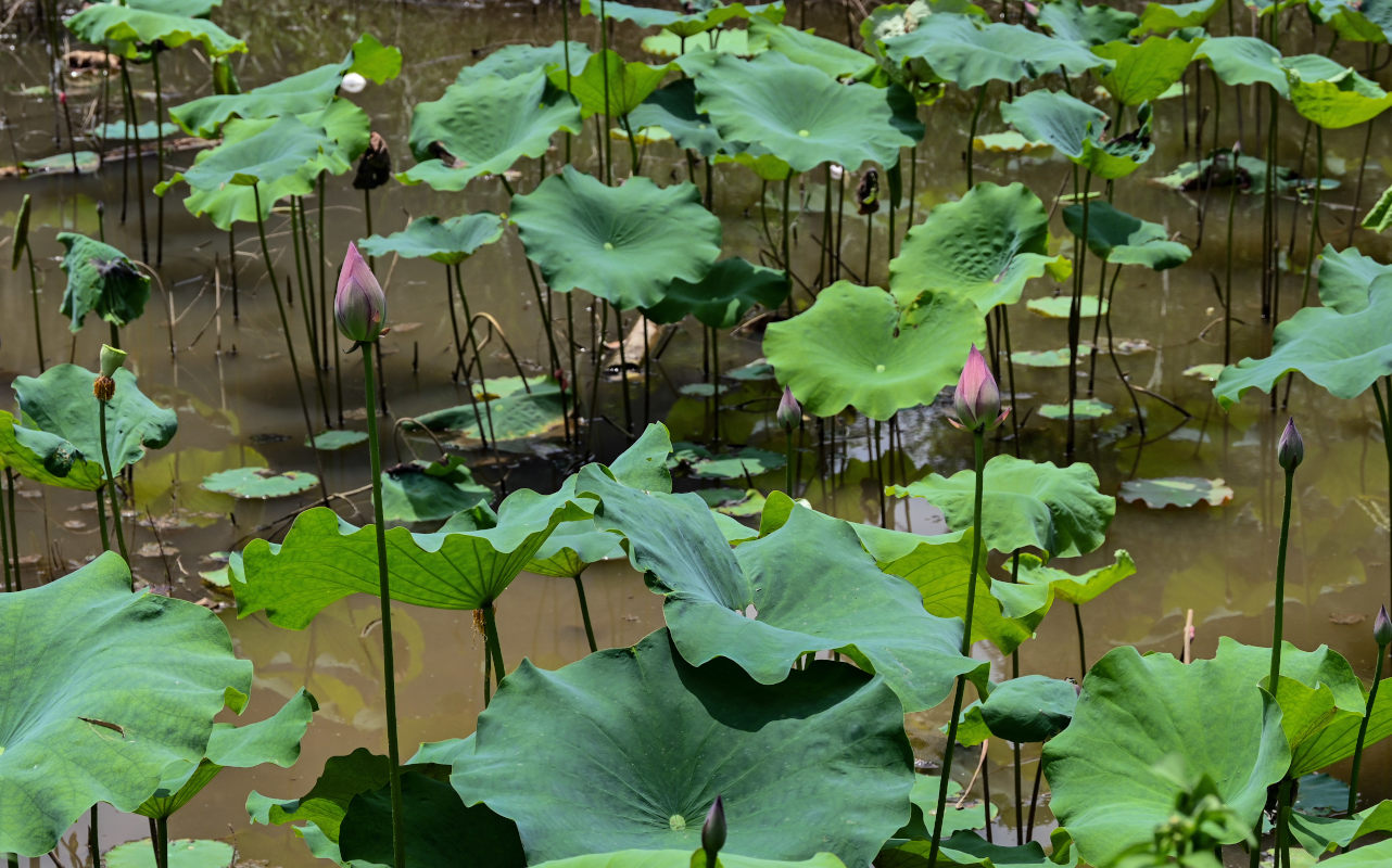 Изображение особи Nelumbo nucifera.