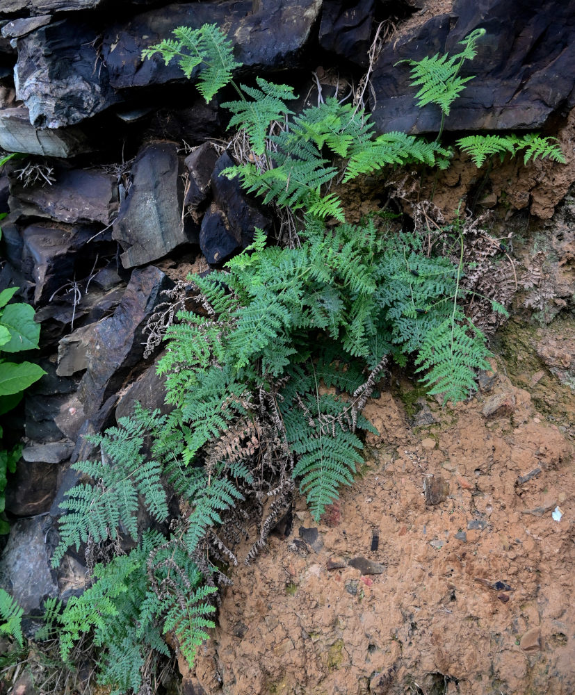 Image of Acystopteris japonica specimen.