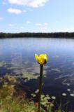 Nuphar pumila