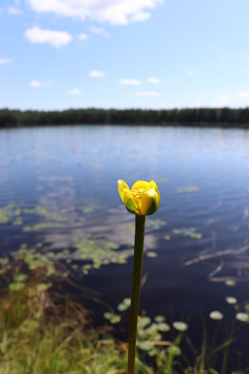 Изображение особи Nuphar pumila.