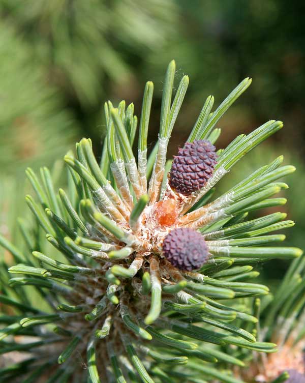 Изображение особи Pinus mugo.