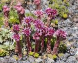 Sempervivum pumilum. Цветущие растения. Кабардино-Балкария, Зольский р-н, северный склон горы Эльбрус, ур. Аэродром, выс. ок. 2650 м н.у.м. 15.07.2024.