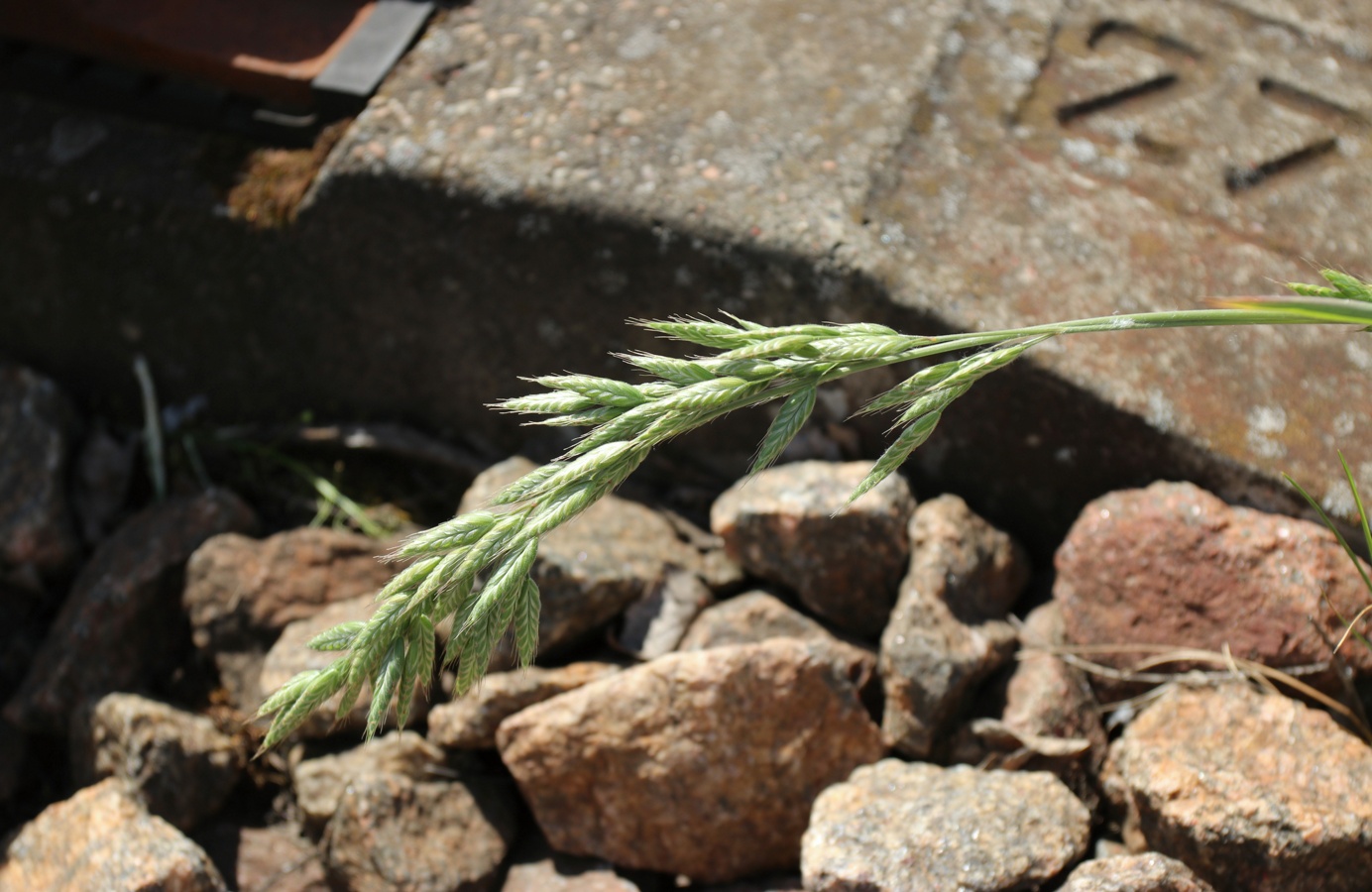 Изображение особи Bromus hordeaceus.