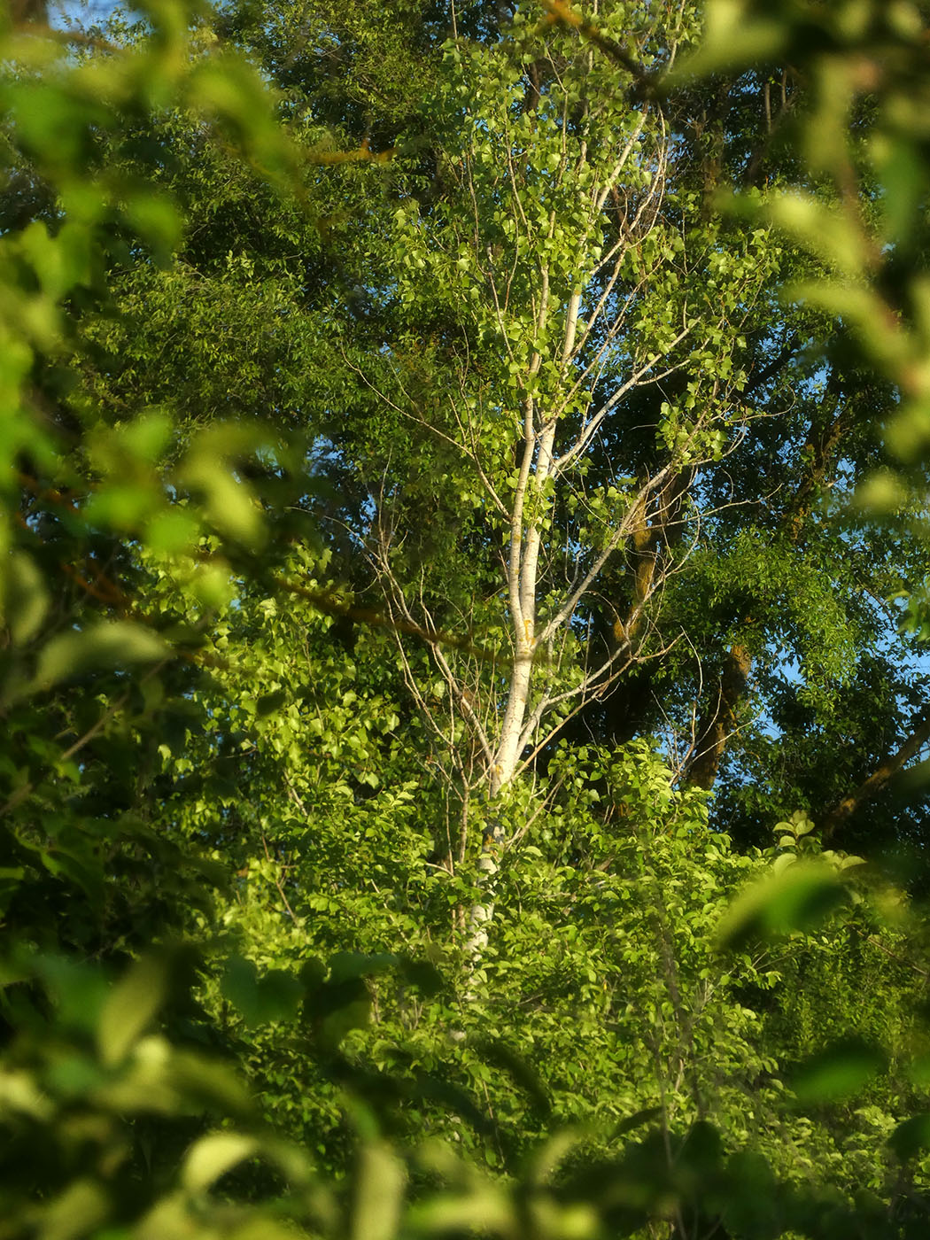 Image of Populus nigra specimen.