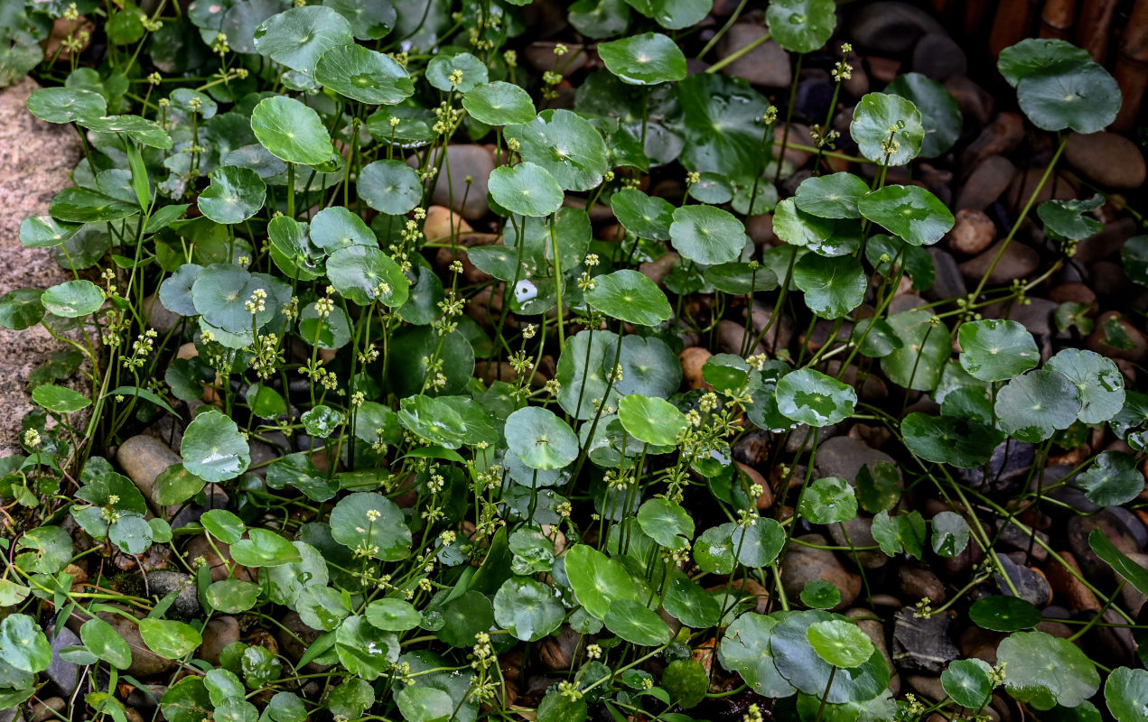 Image of Hydrocotyle umbellata specimen.