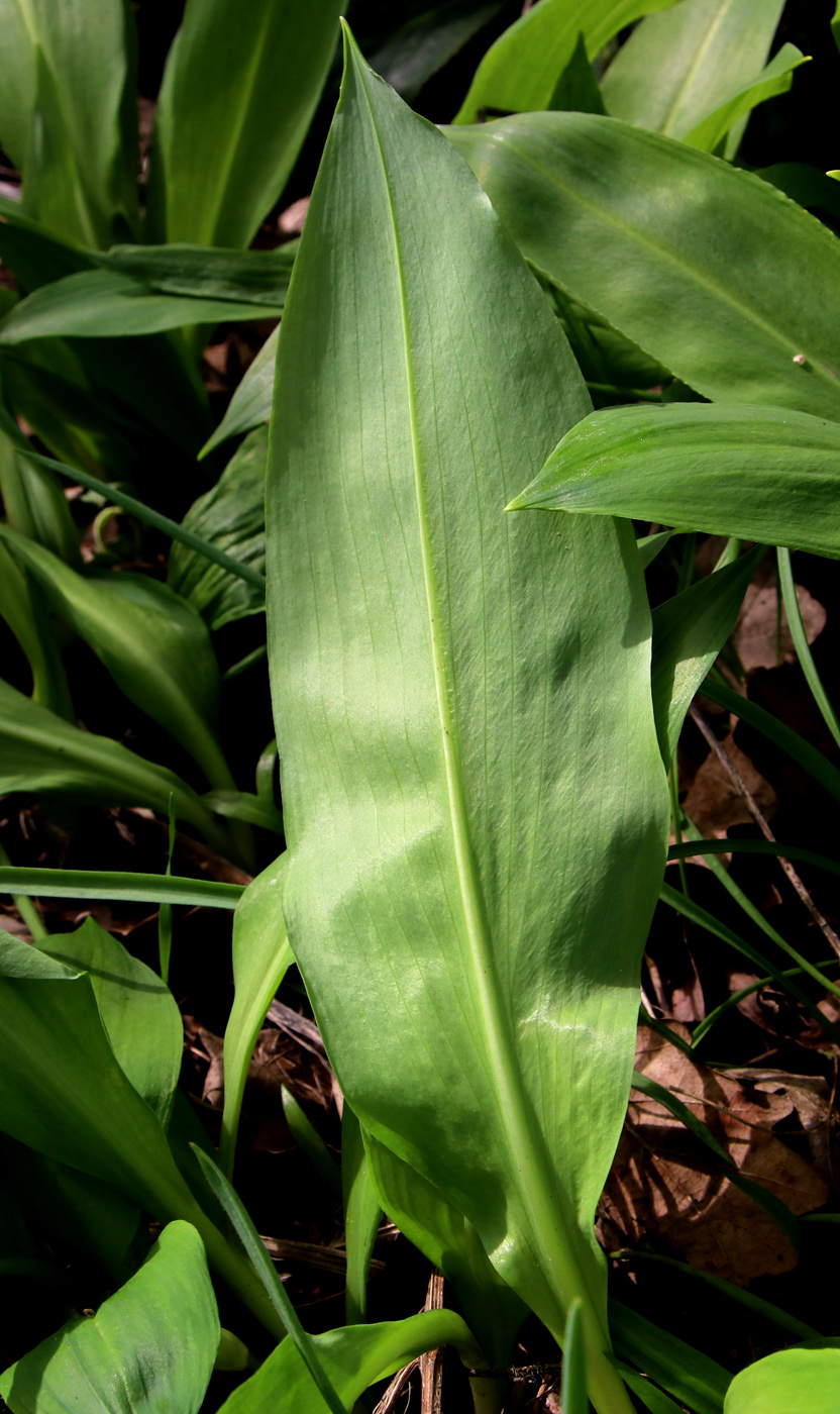 Image of Allium ursinum specimen.