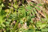 Vicia balansae