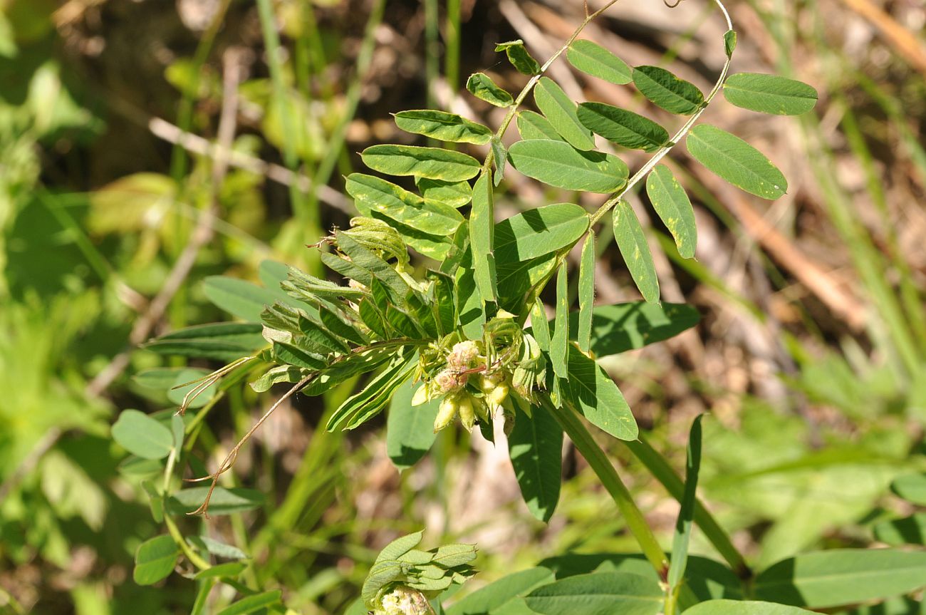 Image of Vicia balansae specimen.