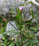 Epilobium parviflorum