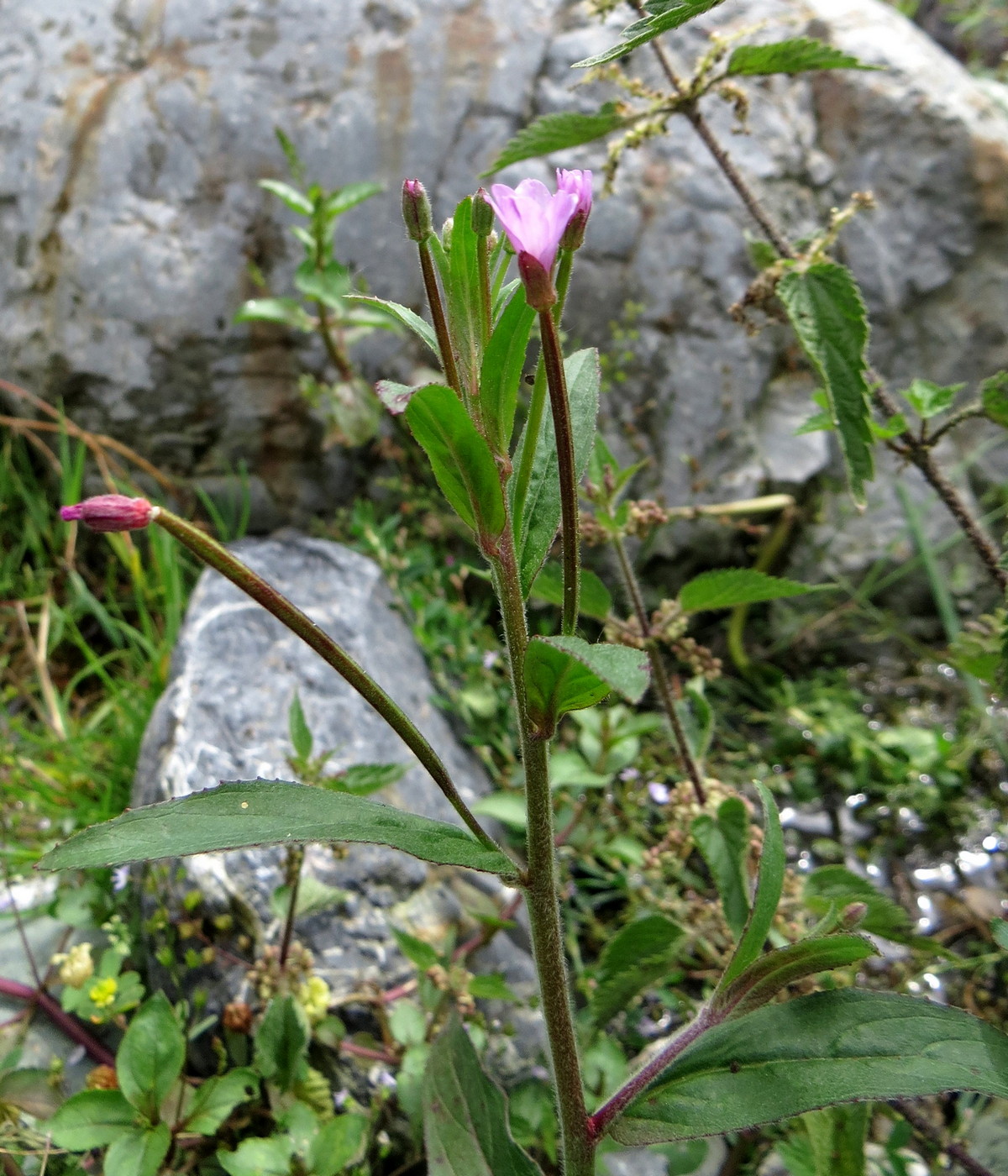 Изображение особи Epilobium parviflorum.