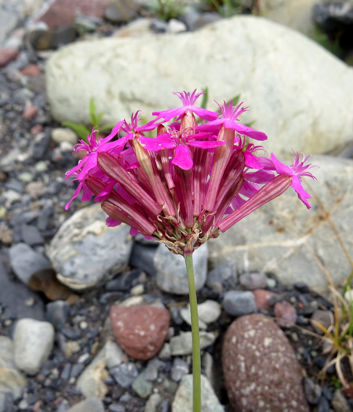 Изображение особи Silene compacta.