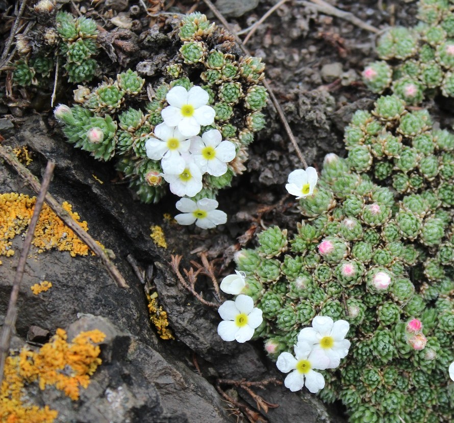 Image of Androsace dasyphylla specimen.