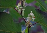 Reynoutria sachalinensis. Часть побега с соцветиями. Московская обл., Раменский р-н, окр. дер. Хрипань, садовый участок. 21.09.2024.