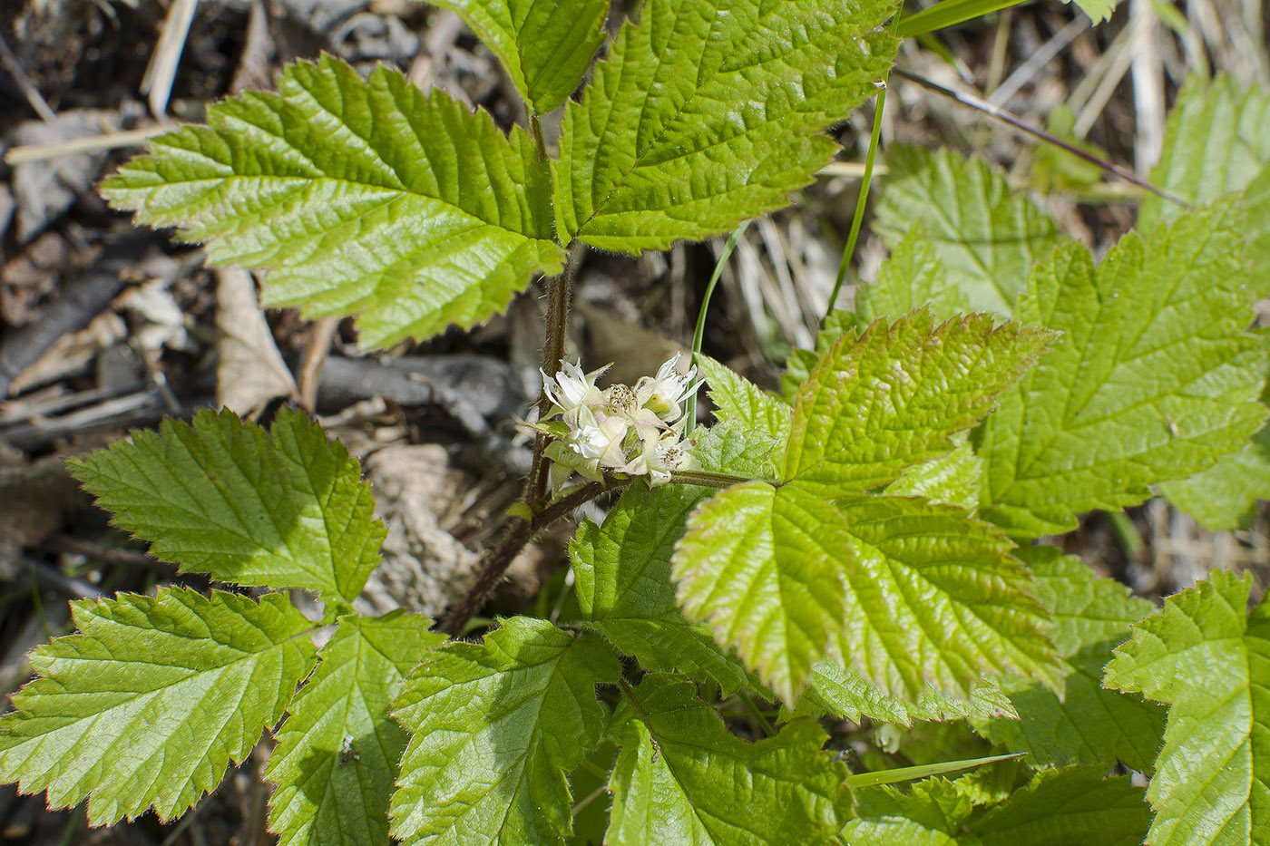 Image of Rubus saxatilis specimen.