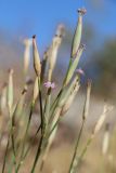 Dianthus helenae. Часть соцветия. Узбекистан, Самаркандская обл., хр. Нуратау, ур. Устуксай, ок. 1450 м н.у.м., каменисто-мелкоземистый склон, кустарниково-разнотравно-злаковое сообщество. 04.07.2024.