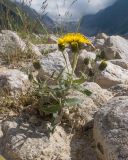 familia Asteraceae. Цветущее растение. Кабардино-Балкария, Черекский р-н, дол. р. Псыгансу, ≈ 2400 м н.у.м., донная морена. 30.07.2024.