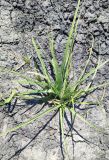 Carex secalina