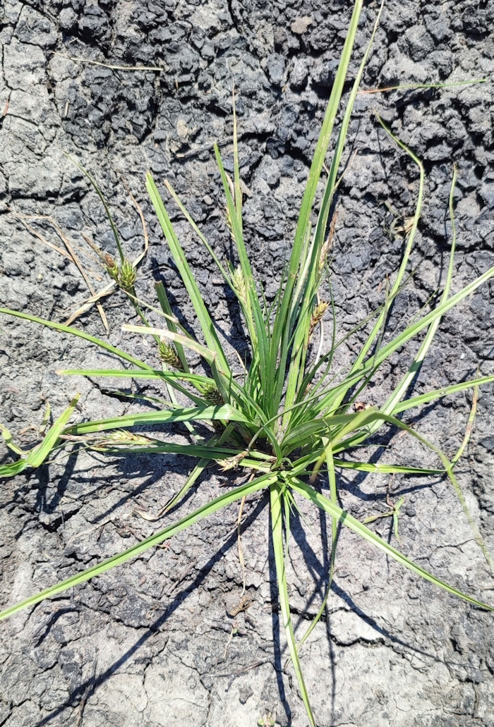Image of Carex secalina specimen.