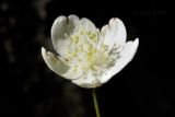 Anemone udensis. Цветок. Приморский край, Уссурийский гор. округ, окр. с. Монакино, широколиственный лес. 15.05.2022.