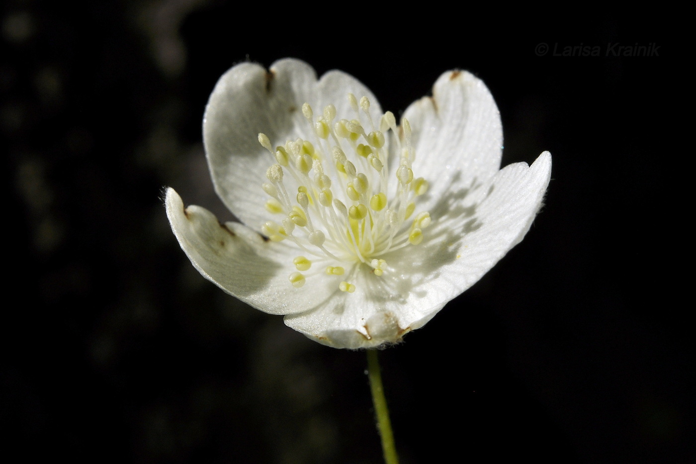 Image of Anemone udensis specimen.
