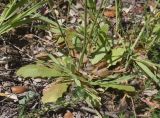 View full-size image Hypochaeris glabra