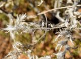 Смотреть изображение Onosma setosa