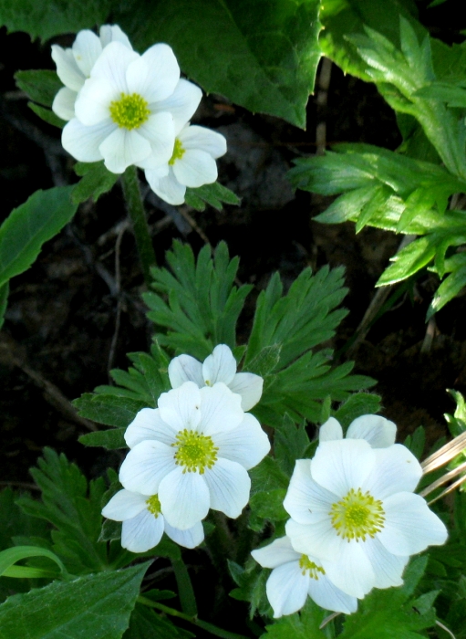 Image of Anemonastrum sibiricum specimen.