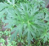 View full-size image Ligularia japonica